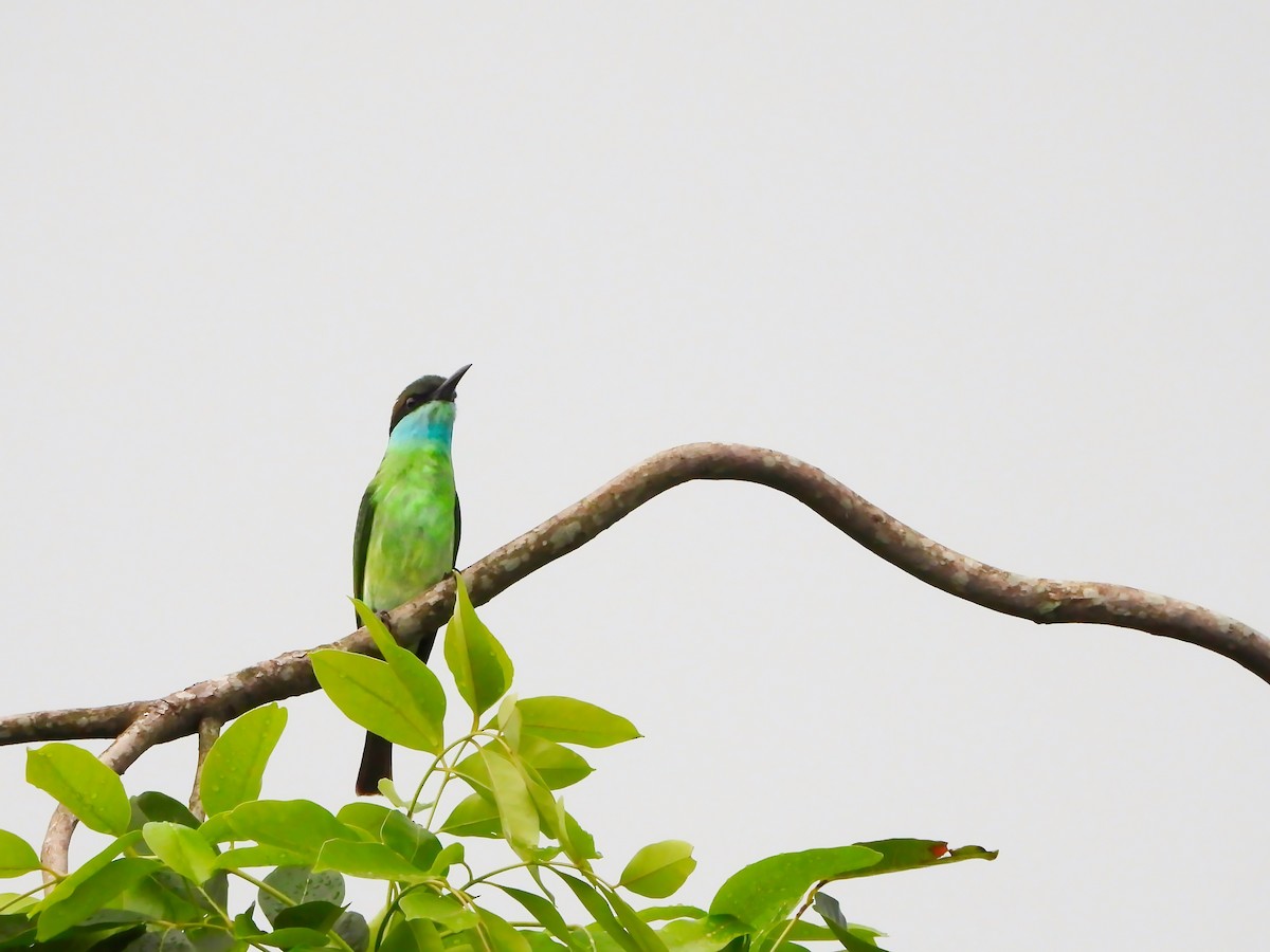 Blue-throated Bee-eater - ML641281130