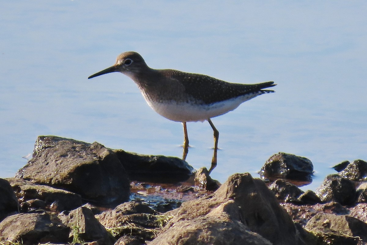 Einsiedelwasserläufer - ML641281177