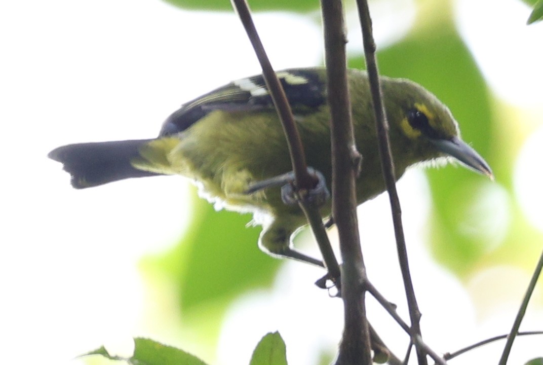 Green Iora - ML641281198