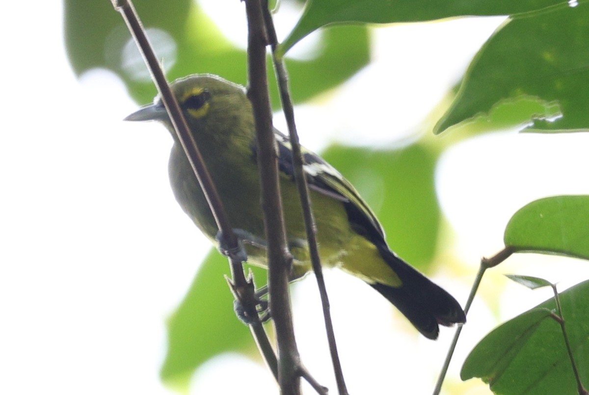 Green Iora - ML641281199
