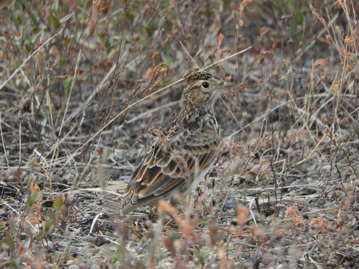 Eurasian Skylark - ML641281202