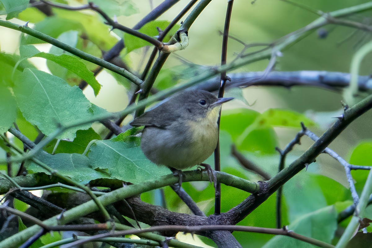 Weidengelbkehlchen - ML641281304