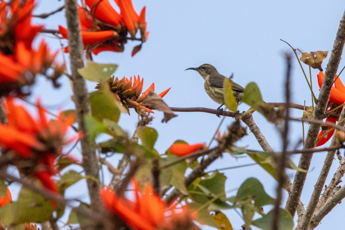 Purple-banded Sunbird - ML641281362