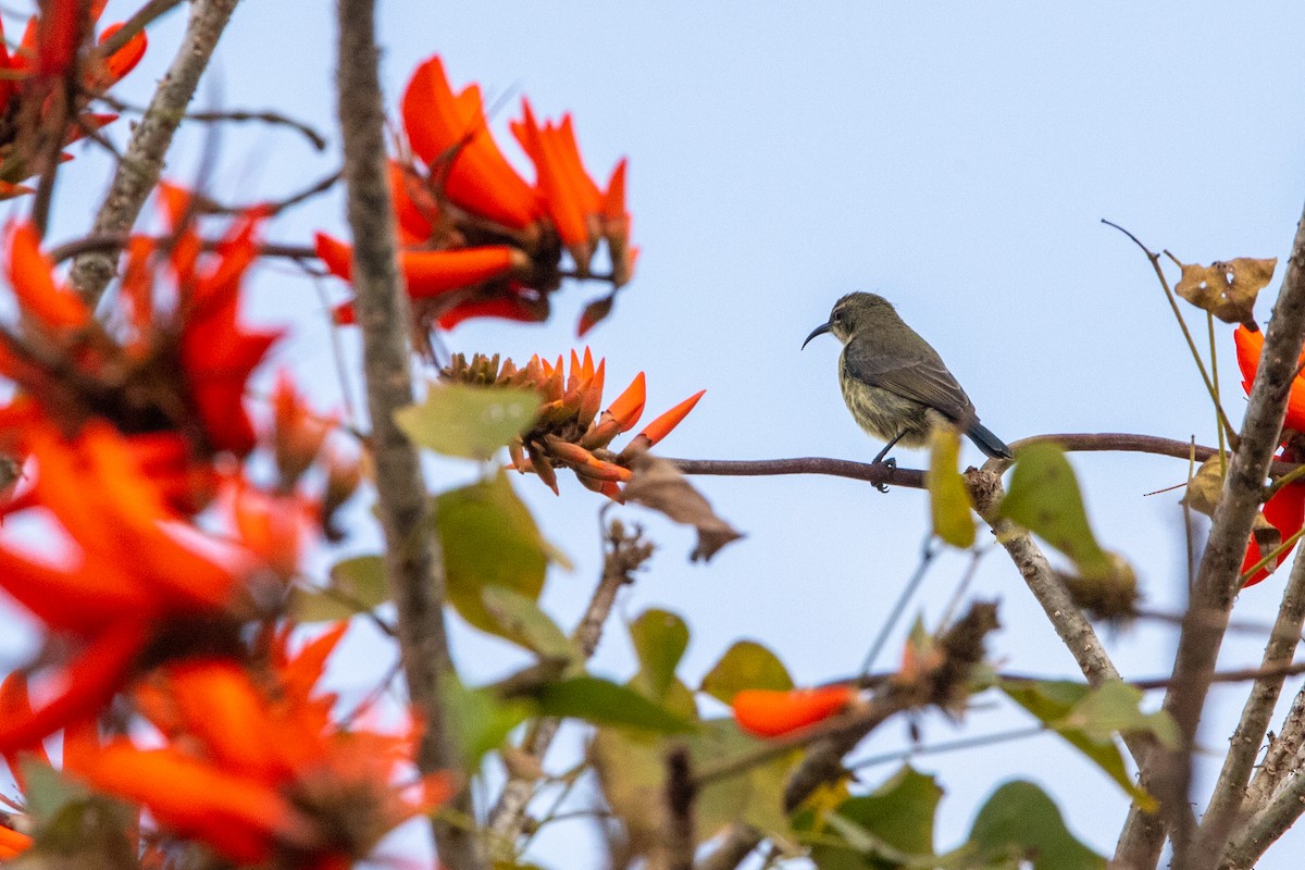 Purple-banded Sunbird - ML641281363