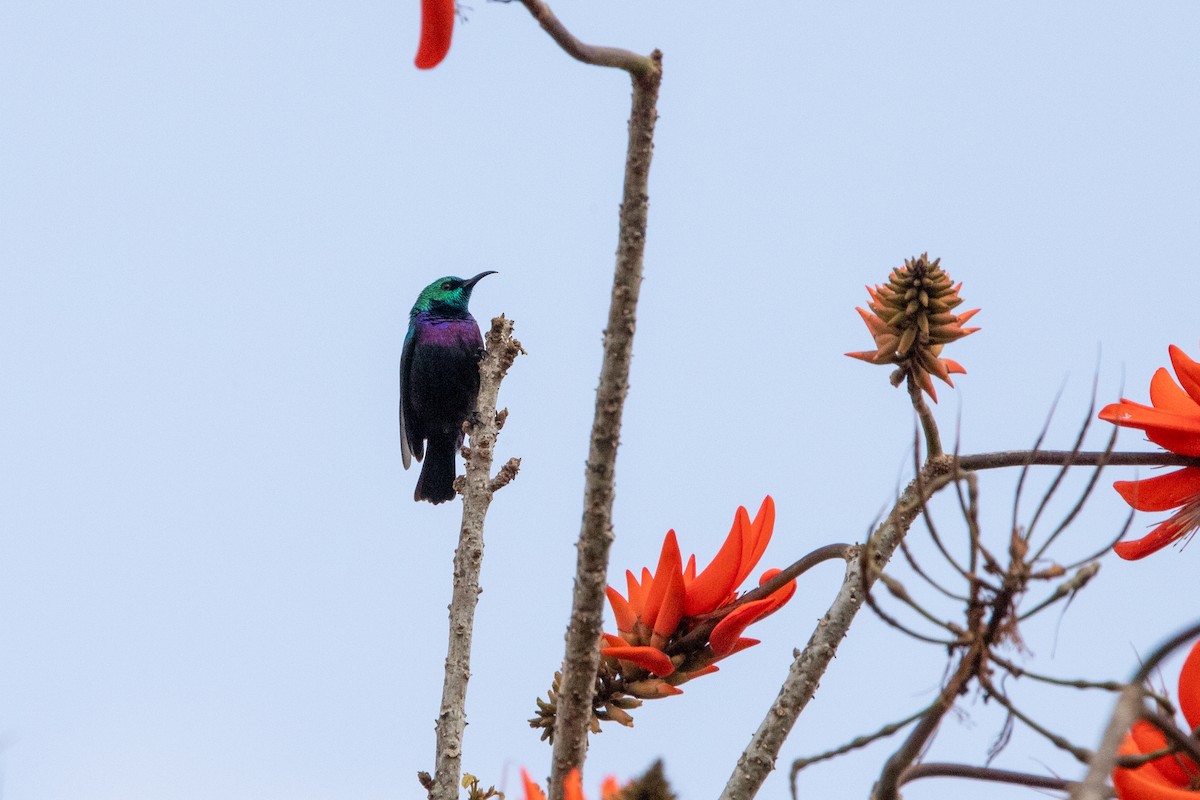 Purple-banded Sunbird - ML641281364
