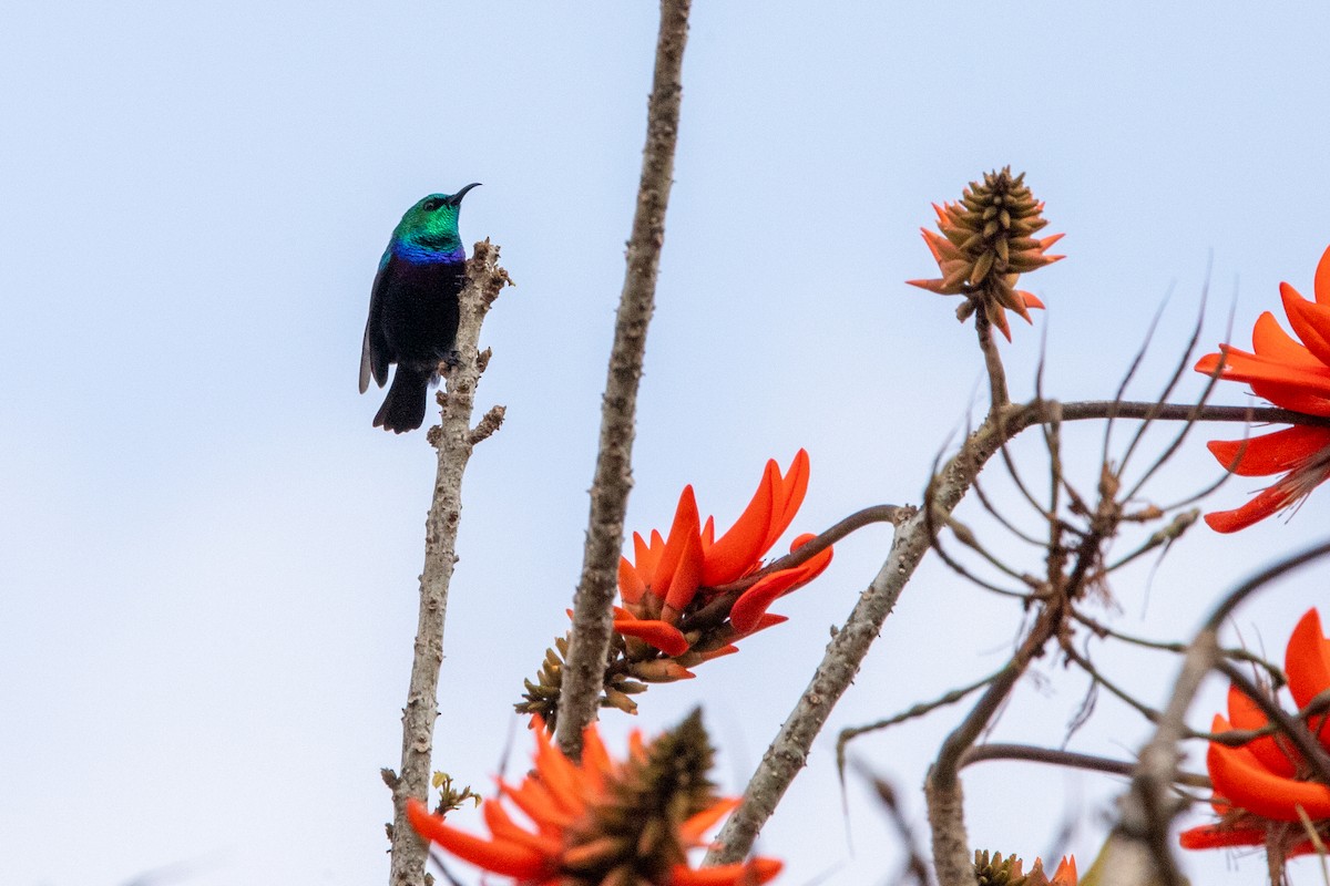 Purple-banded Sunbird - ML641281365