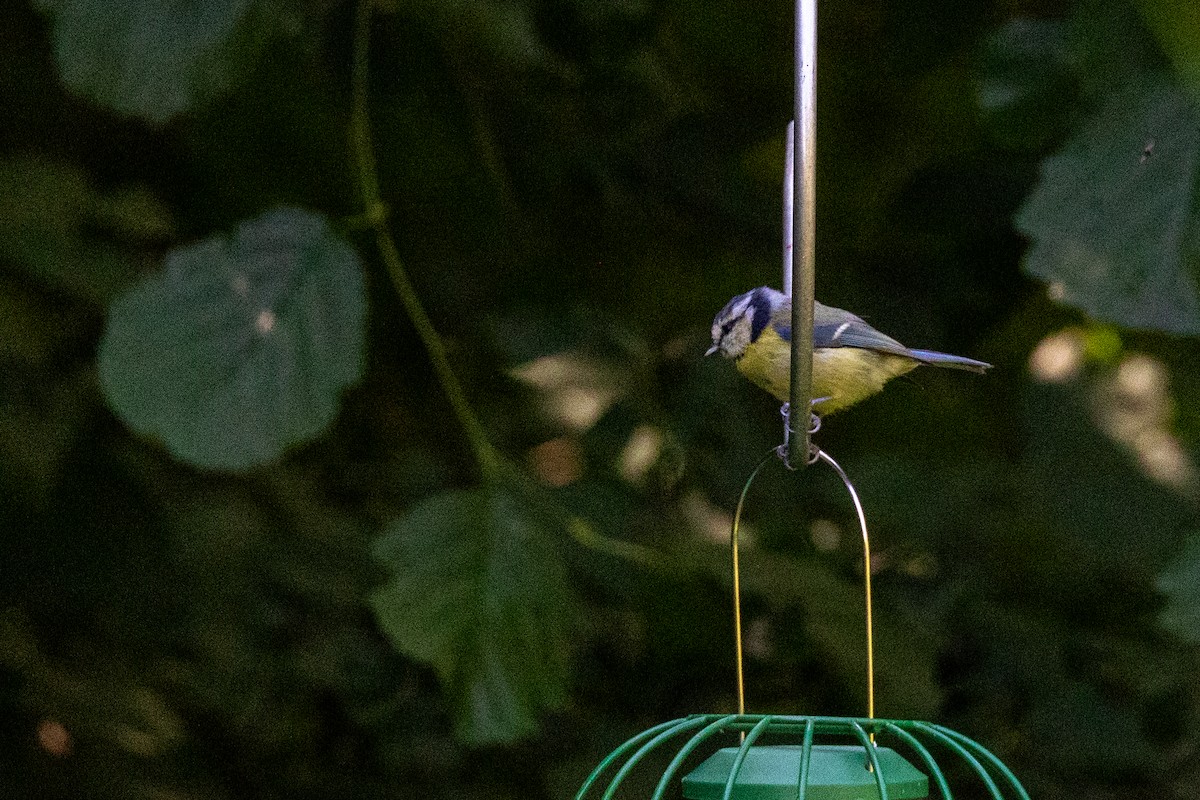 Eurasian Blue Tit - ML641281373