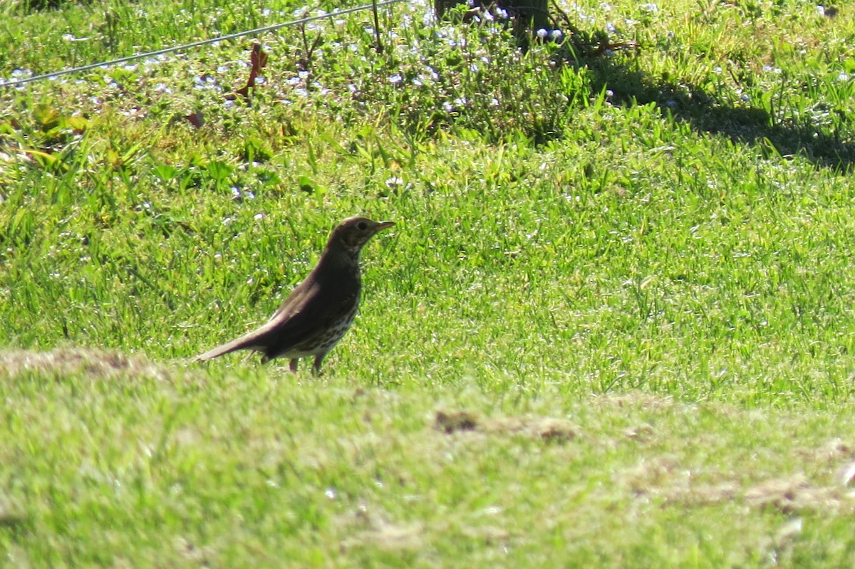ウタツグミ - ML641281421