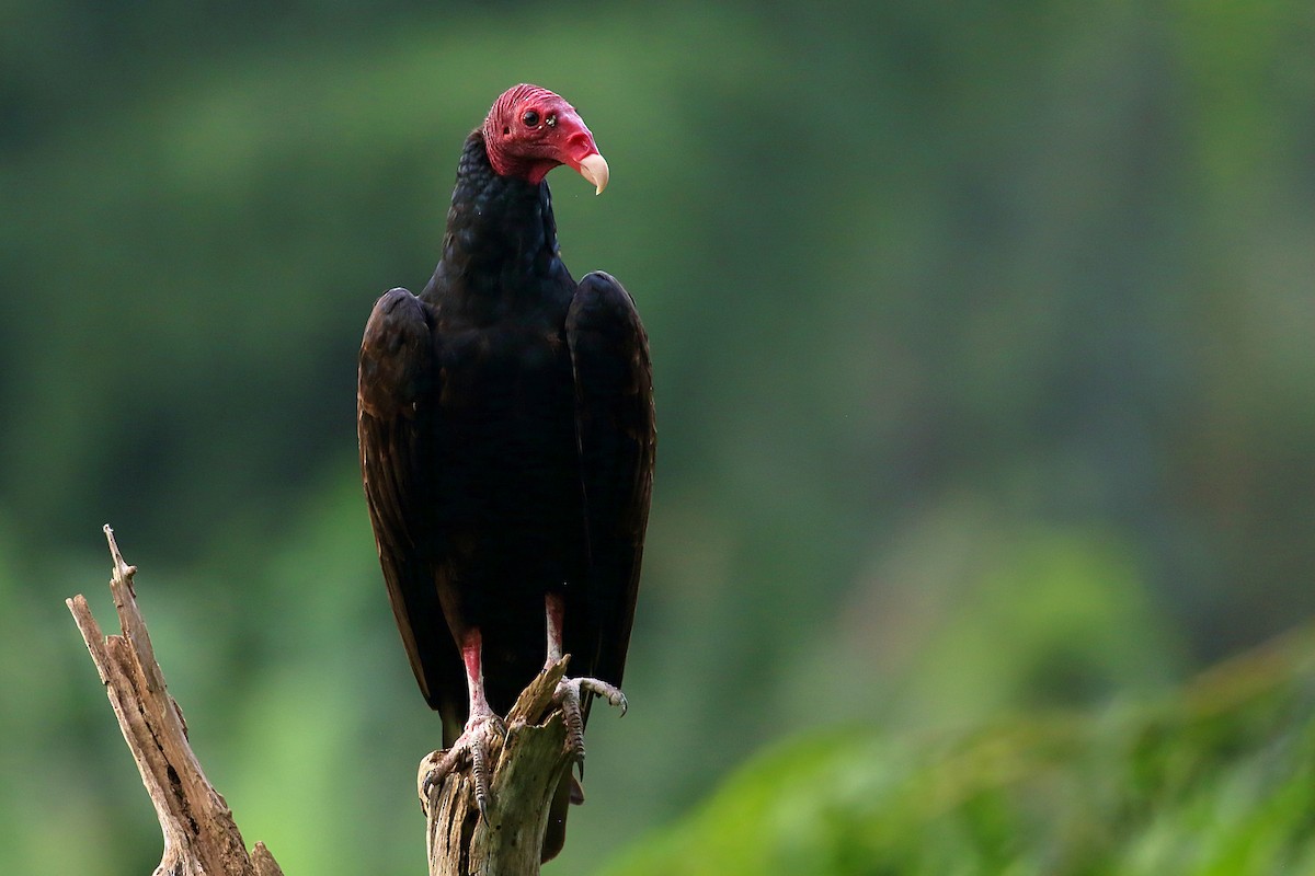 Urubu à tête rouge - ML641281454