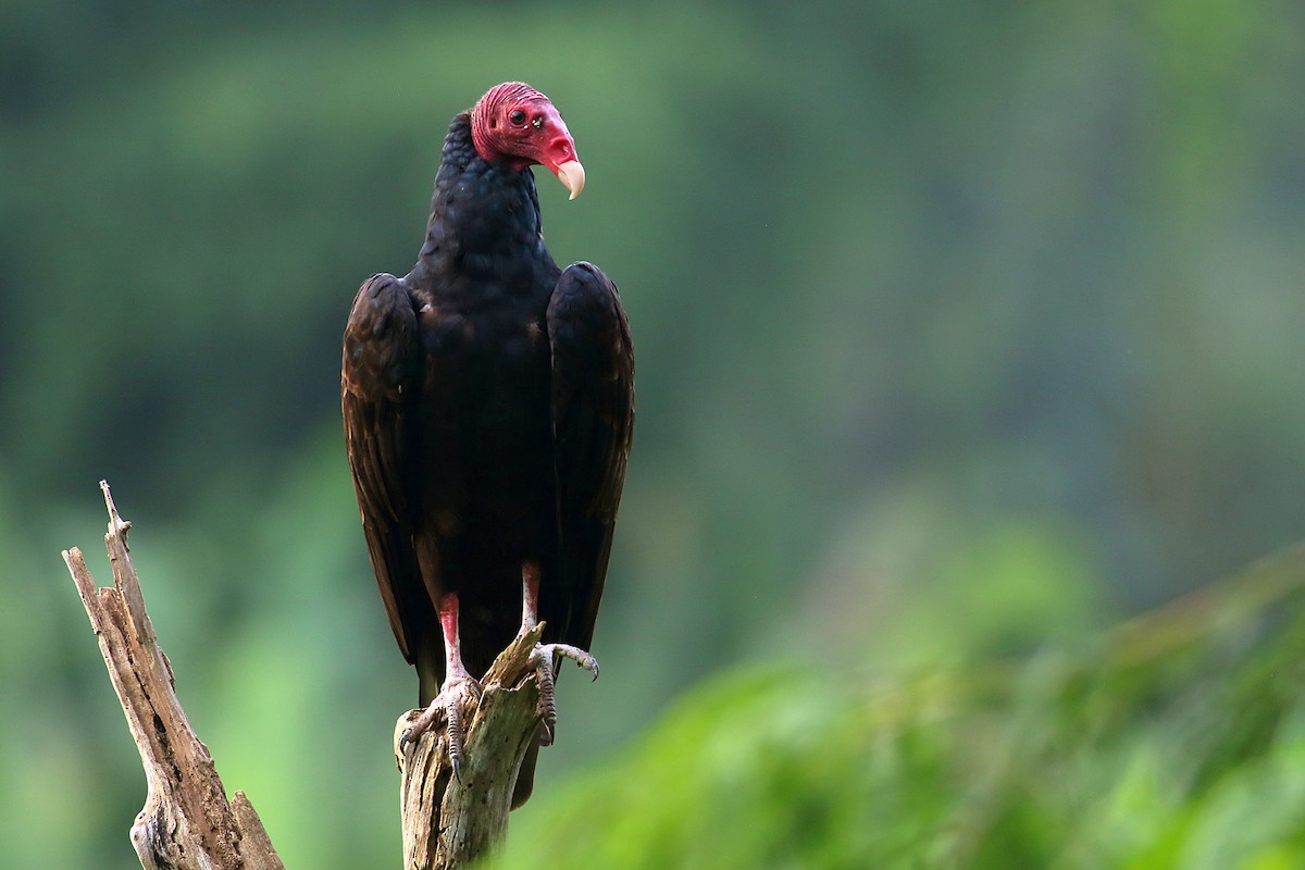 Urubu à tête rouge - ML641281455