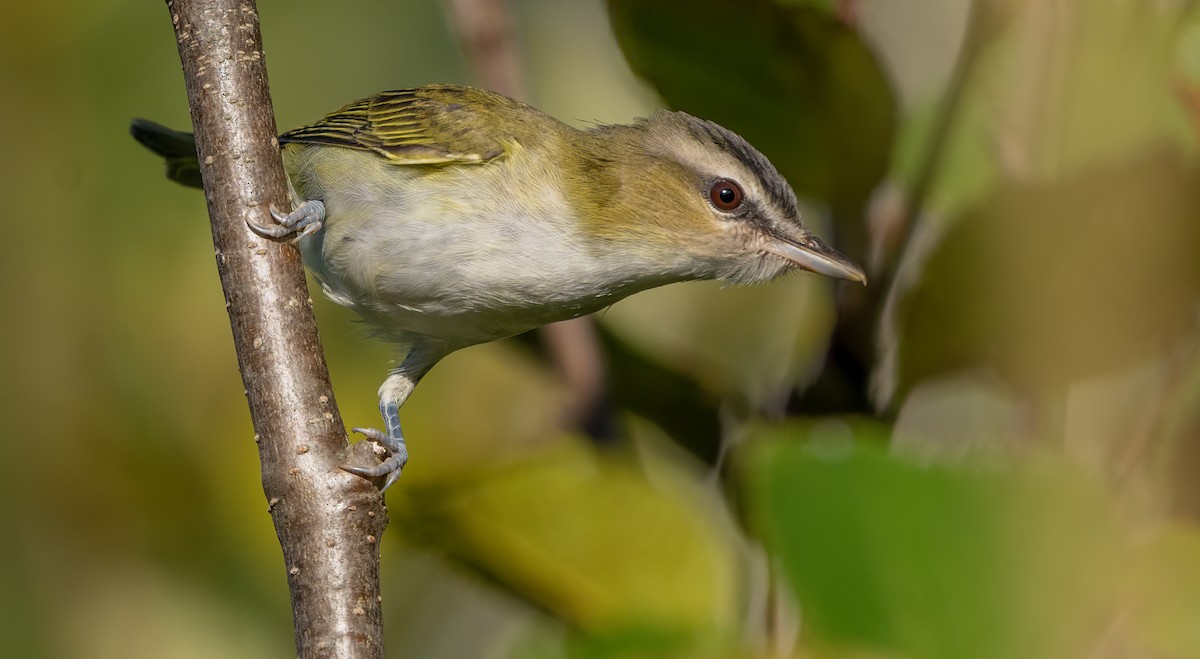 rødøyevireo - ML641281494