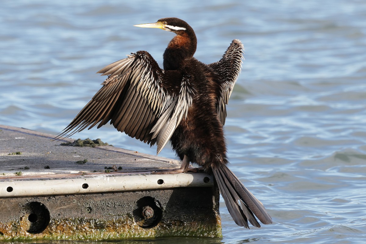 Australasian Darter - ML641281531