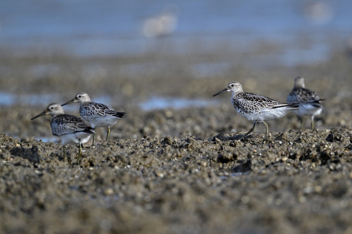 sibirsnipe - ML641281533