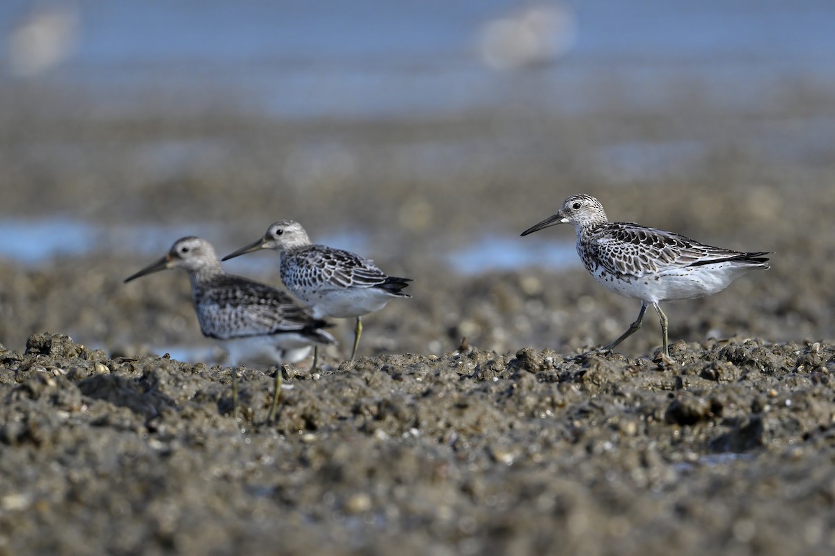 sibirsnipe - ML641281535