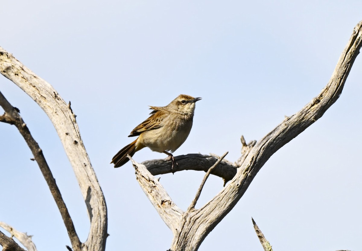 Rufous Songlark - ML641281541