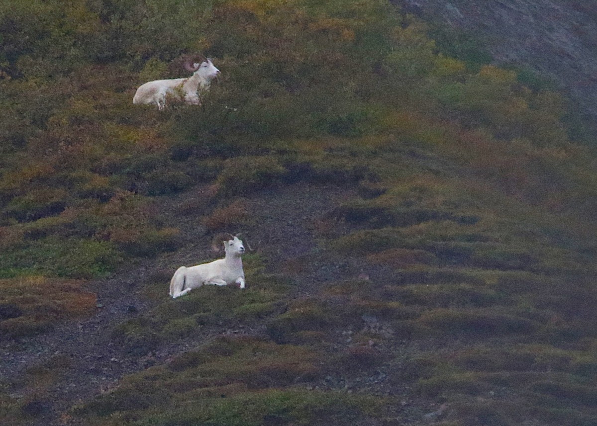 Dall's Sheep - ML641281550