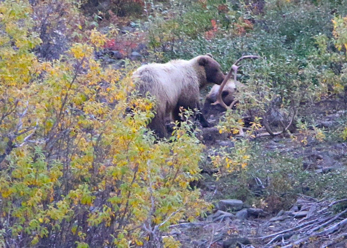 Grizzly Bear - ML641281551