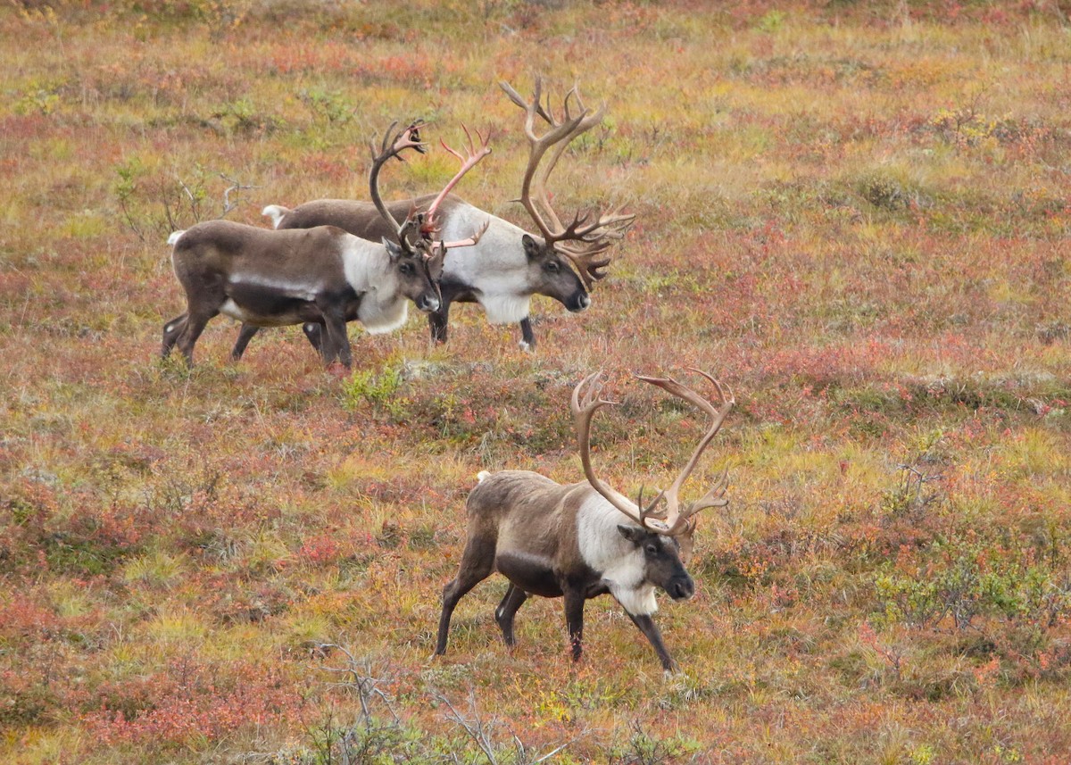 Caribou - ML641281553