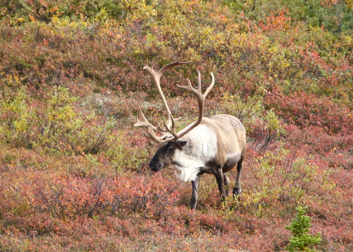 Caribou - ML641281554