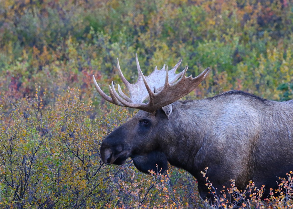 Moose - ML641281557
