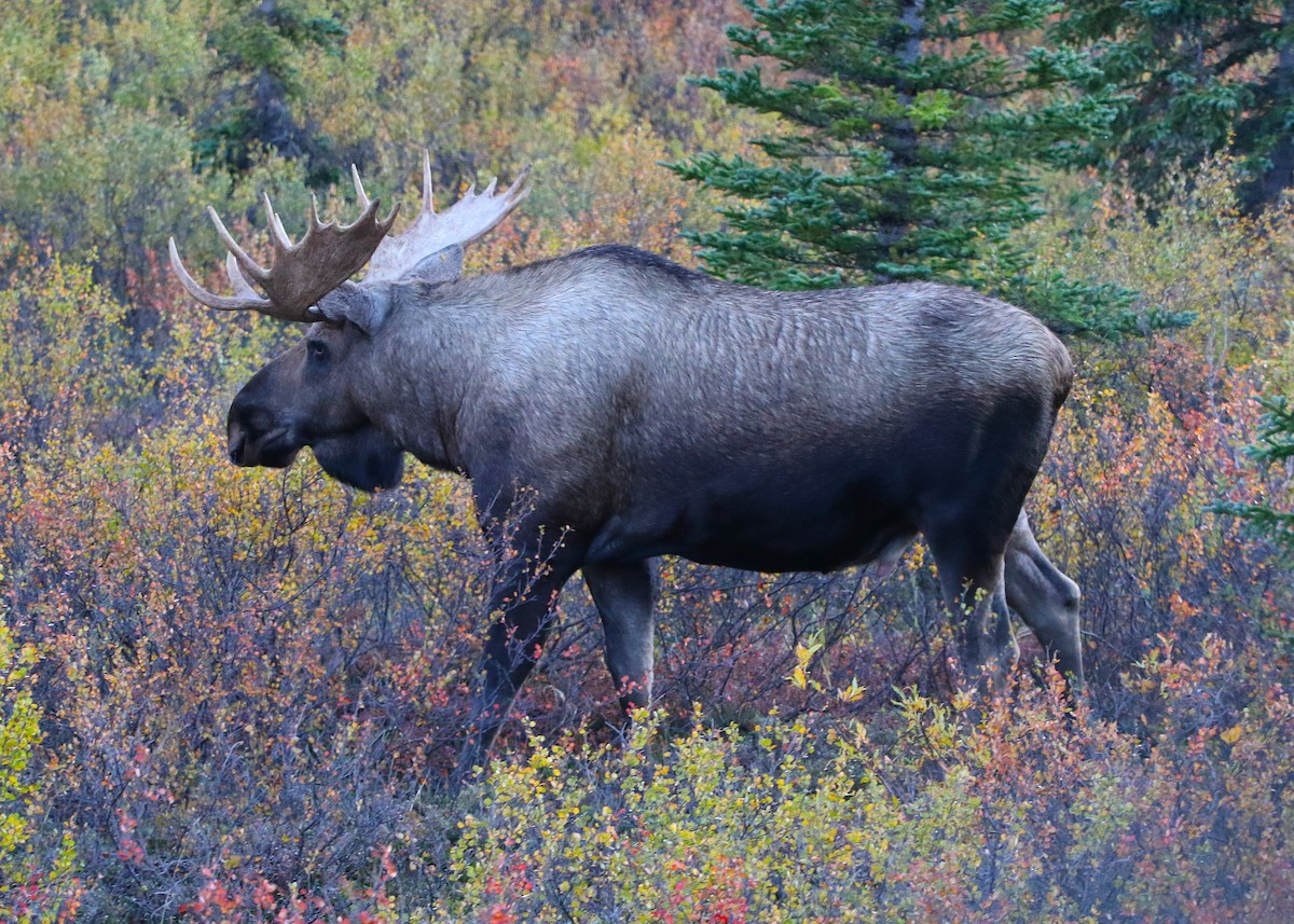Moose - ML641281558