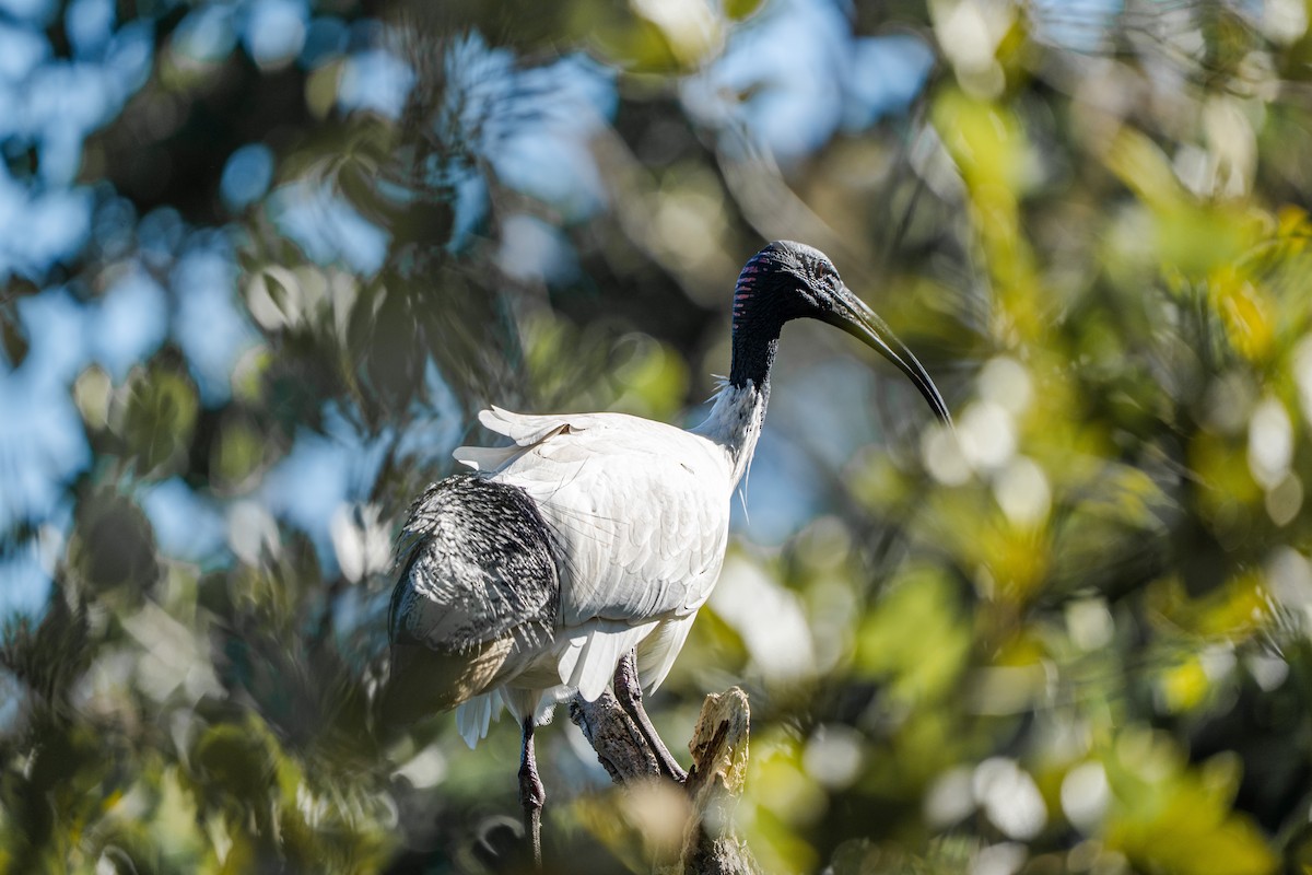 Australian Ibis - ML641281612