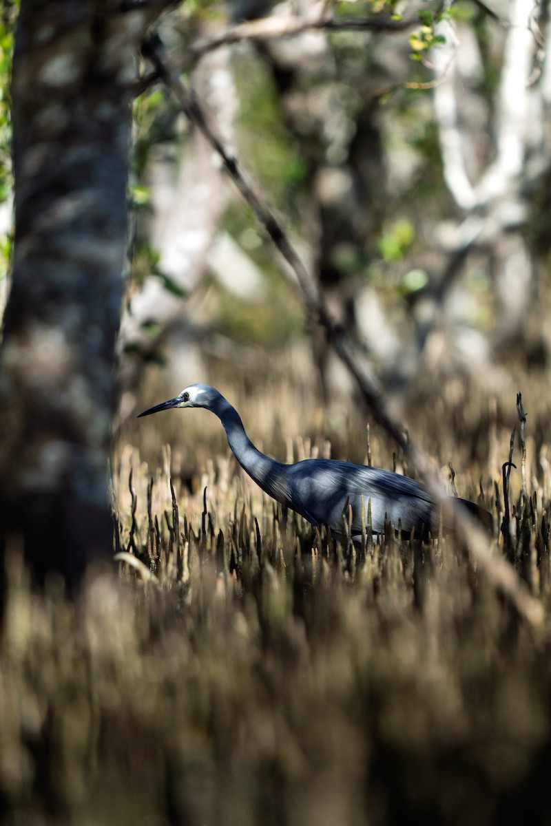 White-faced Heron - ML641281616