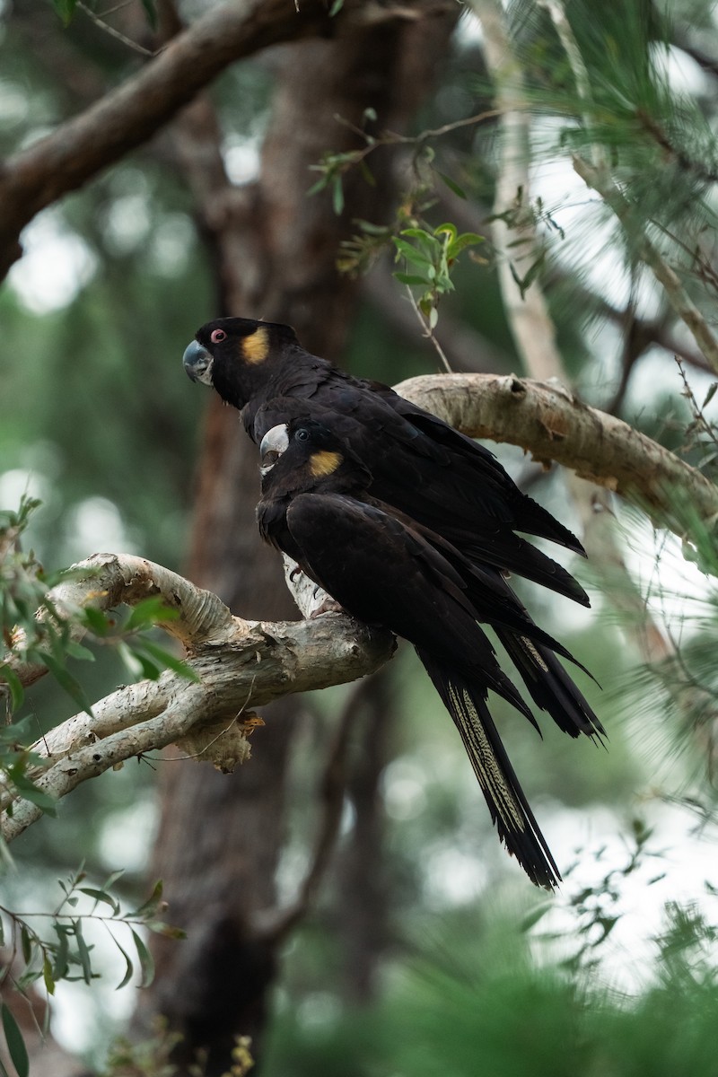 Yellow-tailed Black-Cockatoo - ML641281617