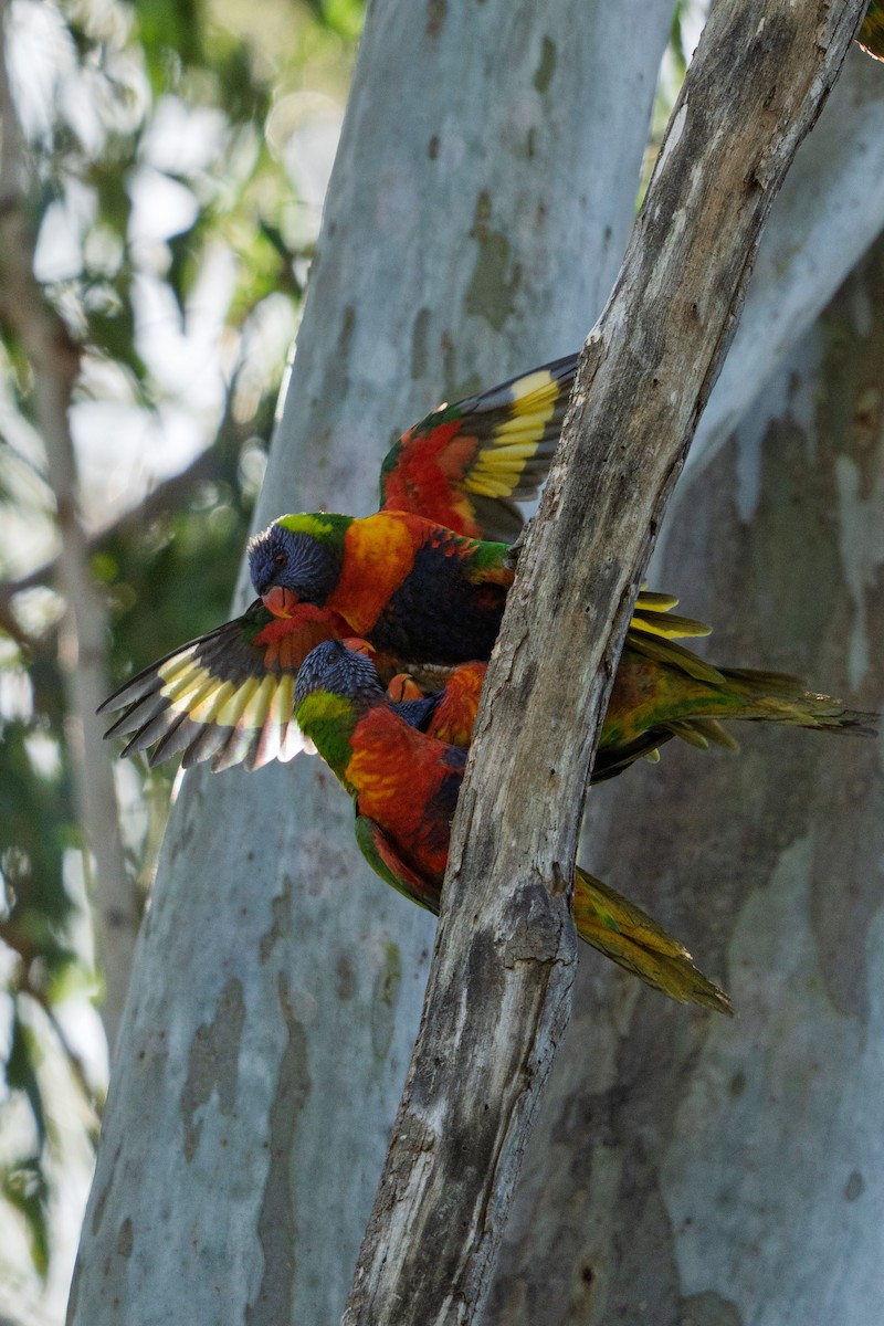 Rainbow Lorikeet - ML641281620