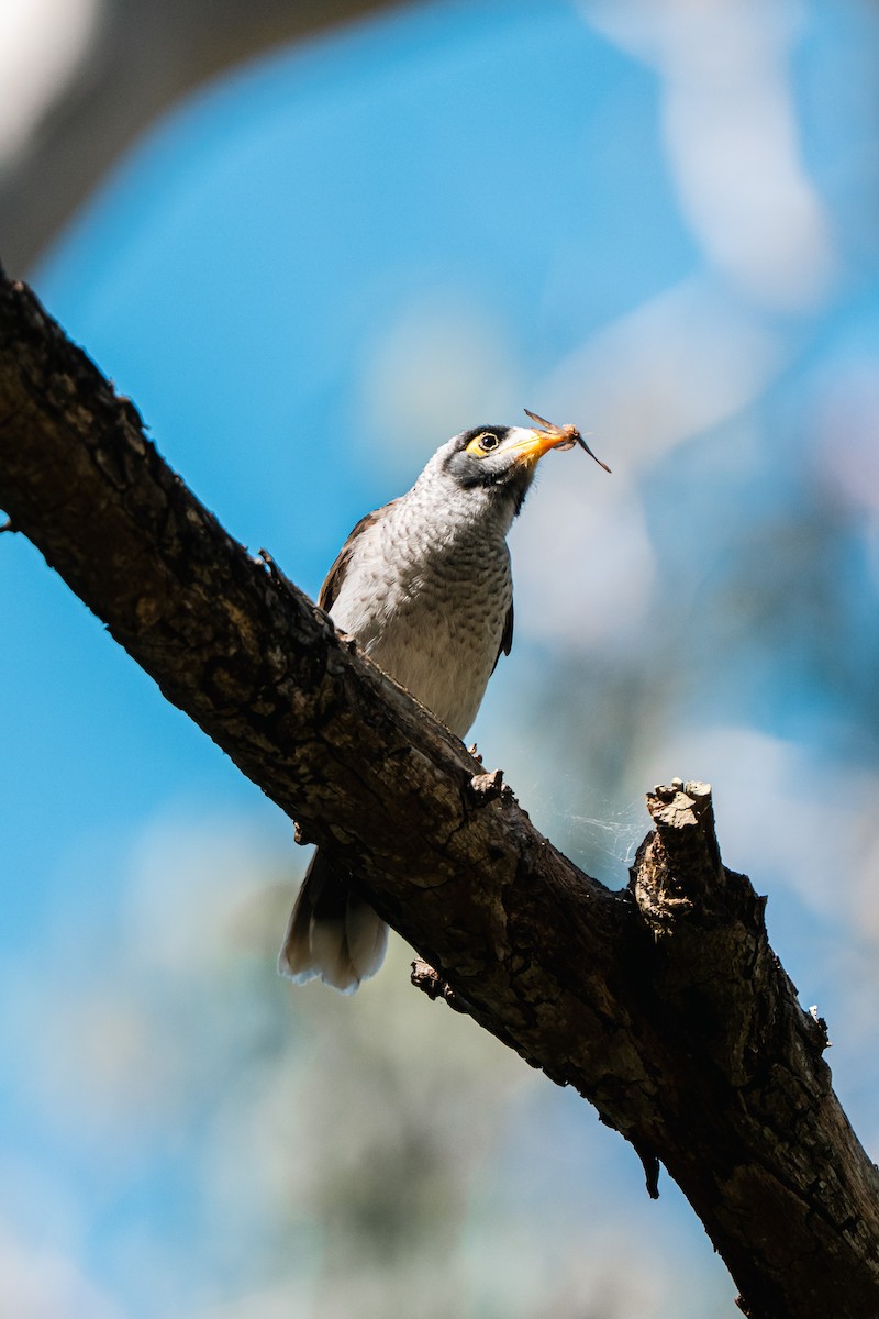 Noisy Miner - ML641281623