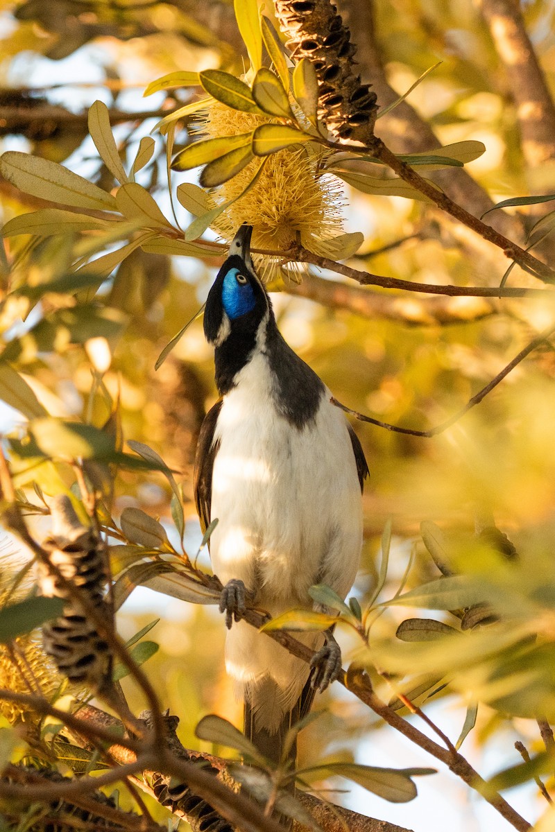 Blue-faced Honeyeater - ML641281628