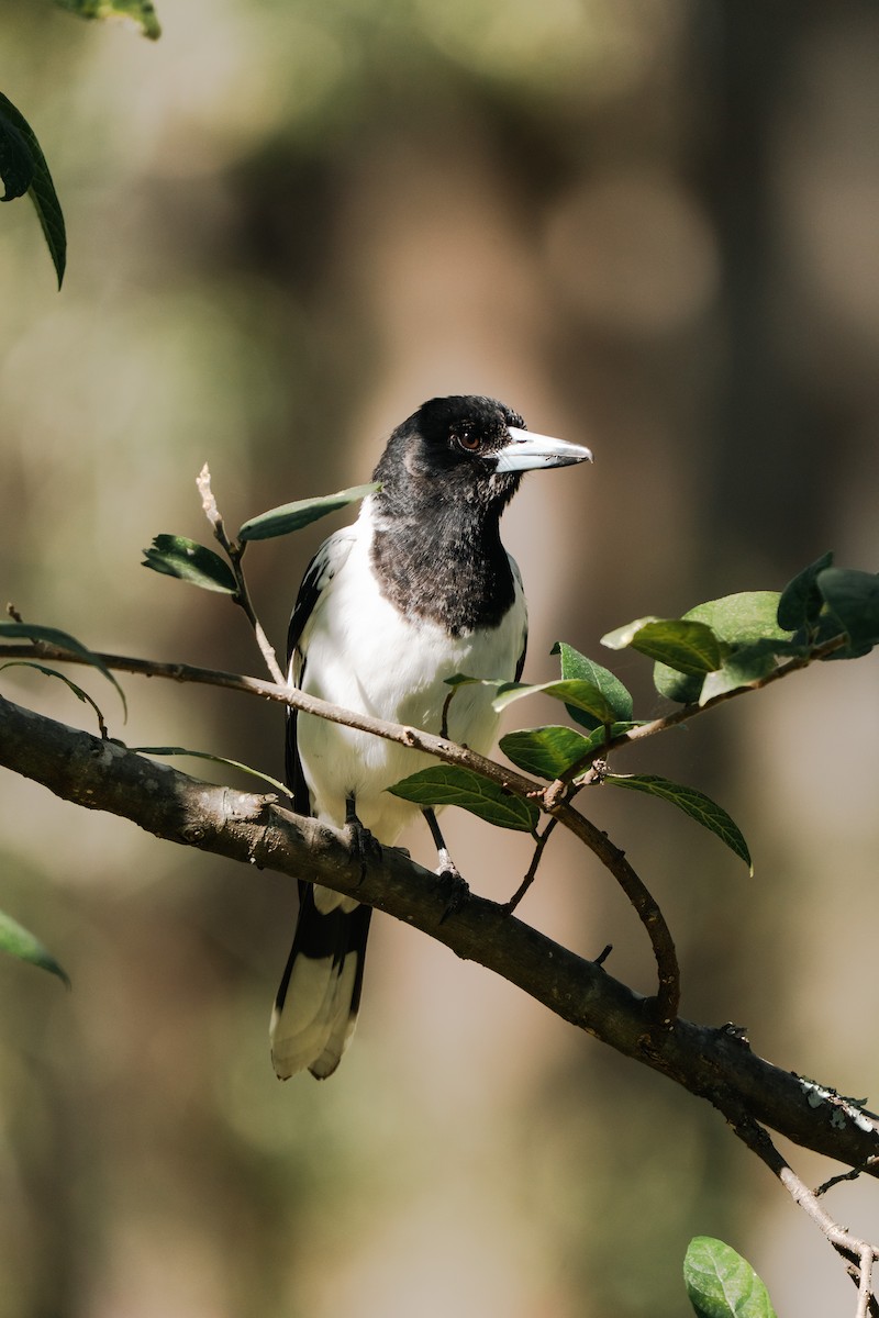 Pied Butcherbird - ML641281630