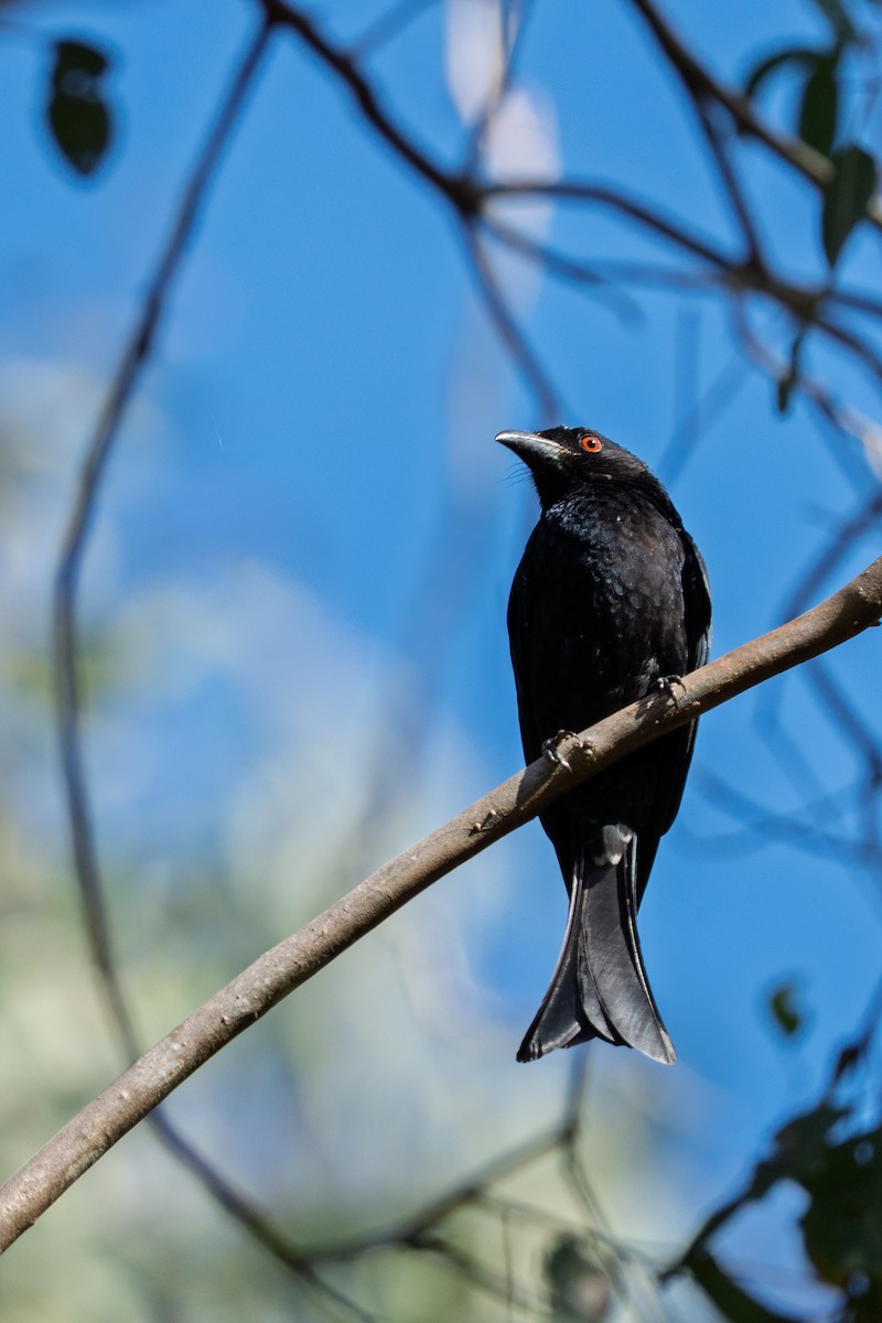 Spangled Drongo - ML641281633