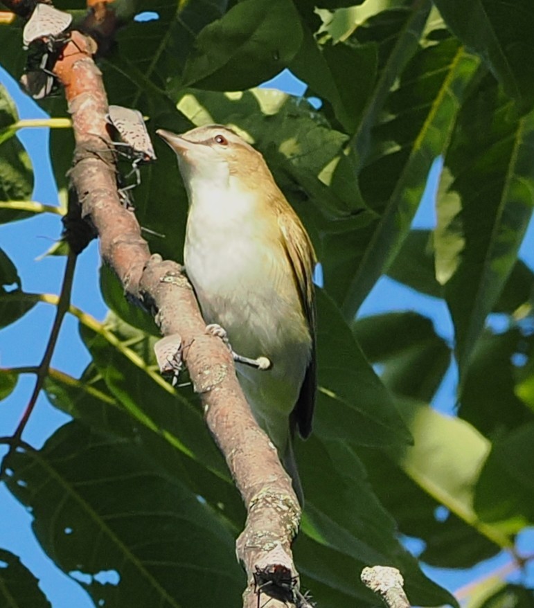 rødøyevireo - ML641281637