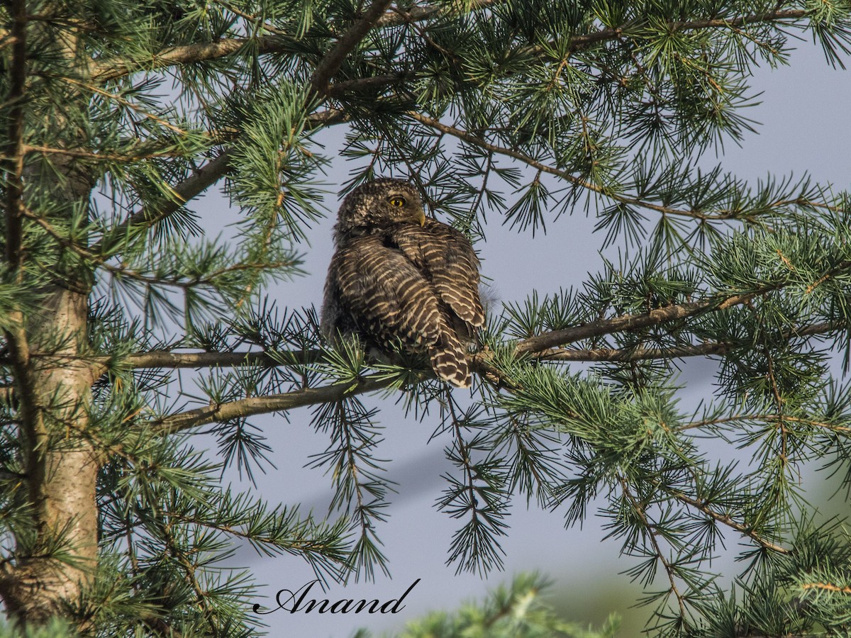 Asian Barred Owlet - ML641281641