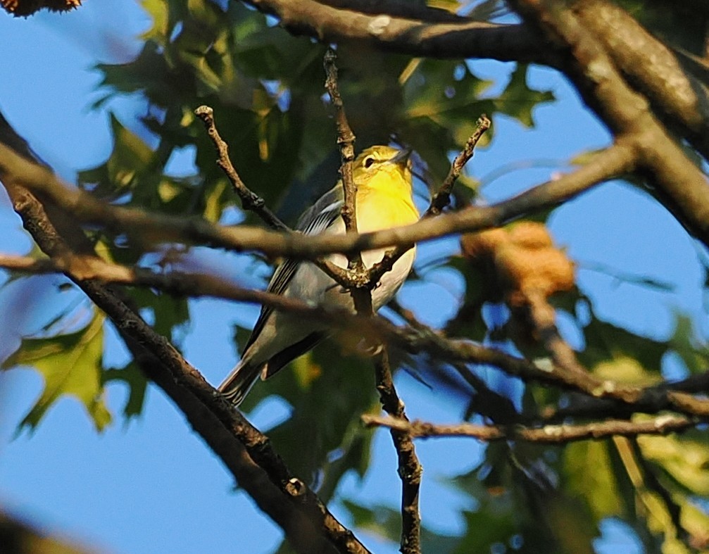 Yellow-throated Vireo - ML641281647