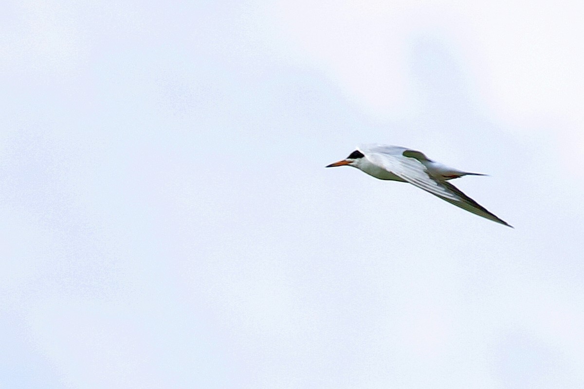 Forster's Tern - ML641281656