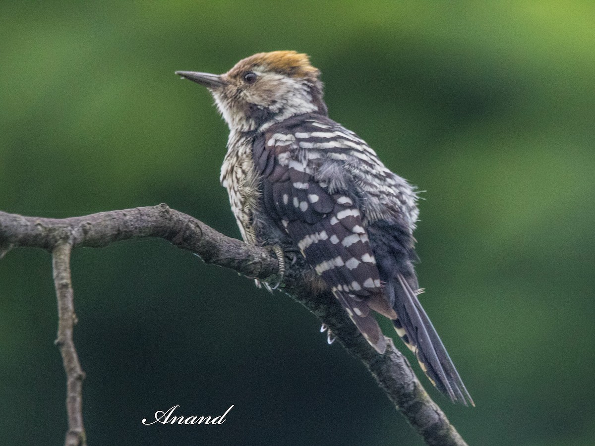 Brown-fronted Woodpecker - ML641281668