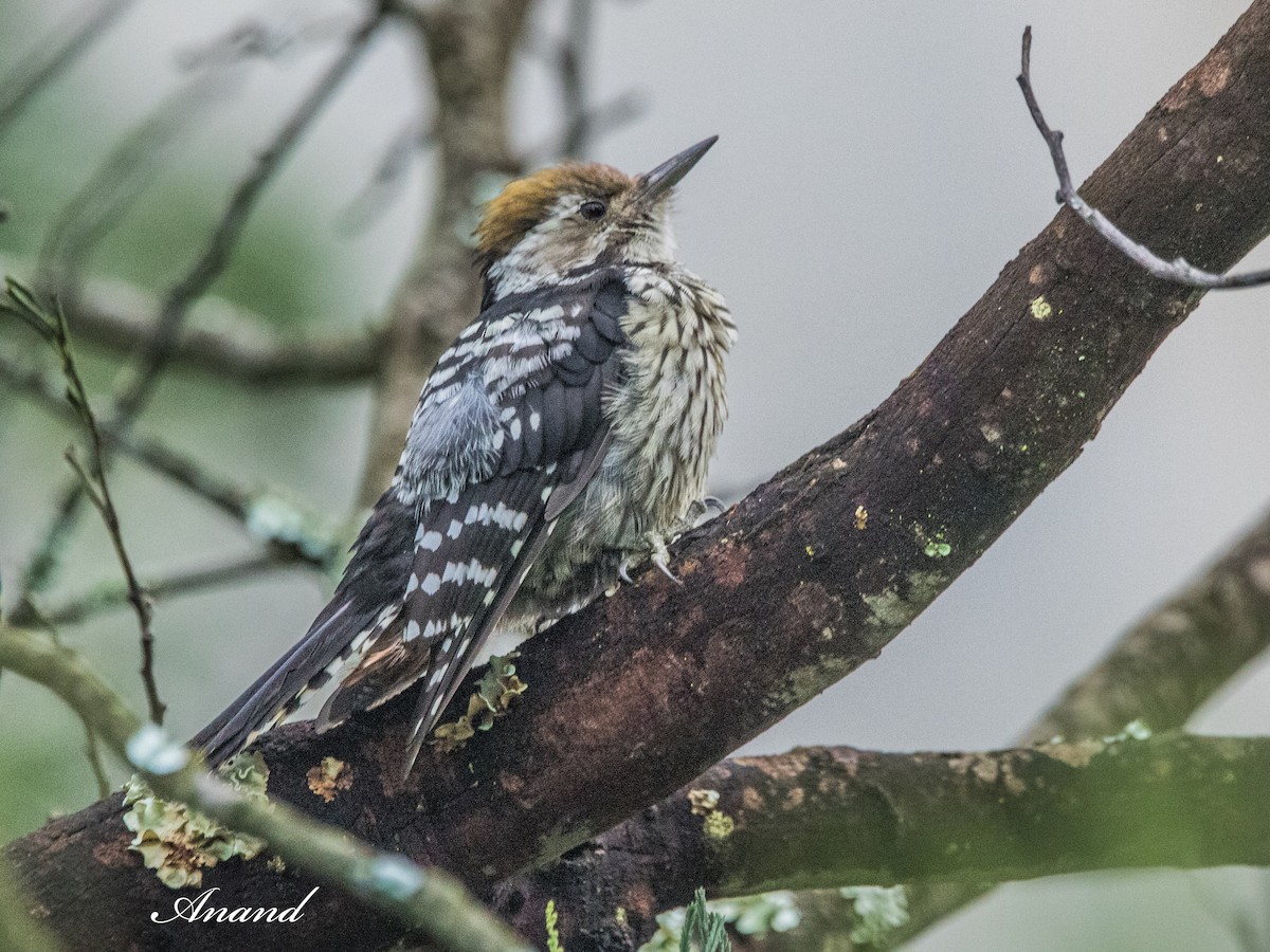 Brown-fronted Woodpecker - ML641281669