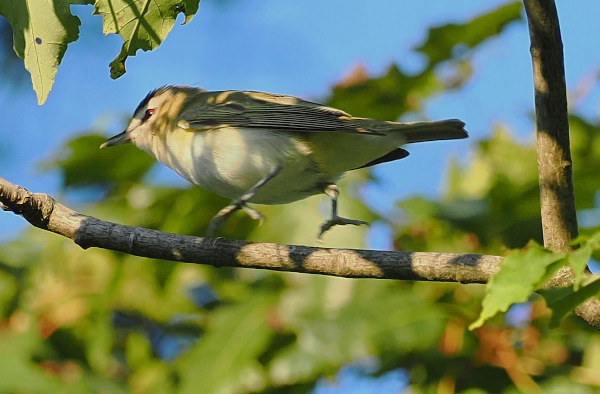 rødøyevireo - ML641281688