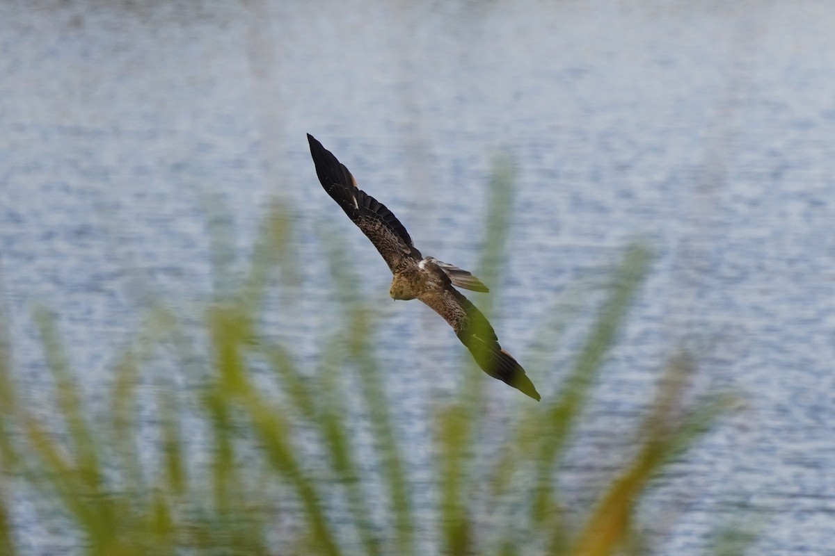 Whistling Kite - ML641281740