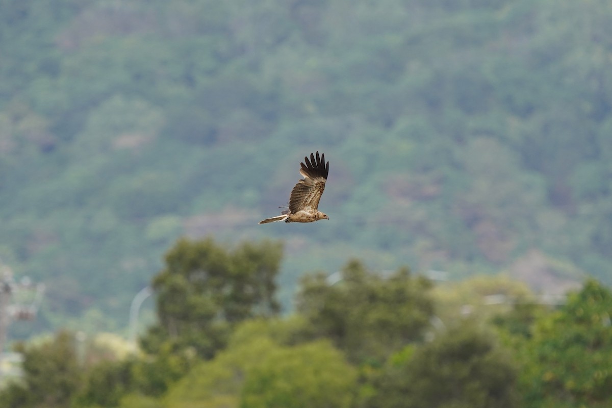 Whistling Kite - ML641281741