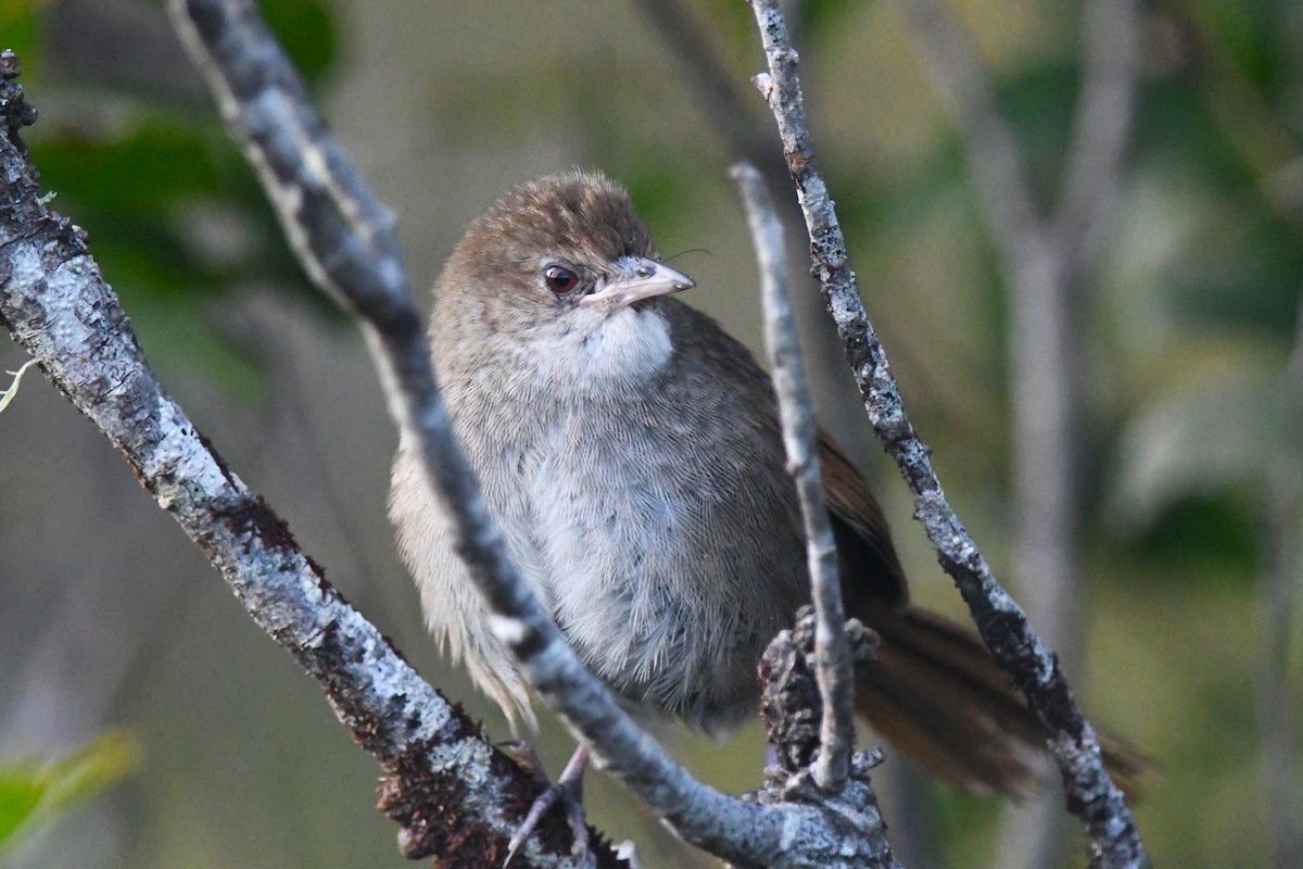 Eastern Bristlebird - ML641281784