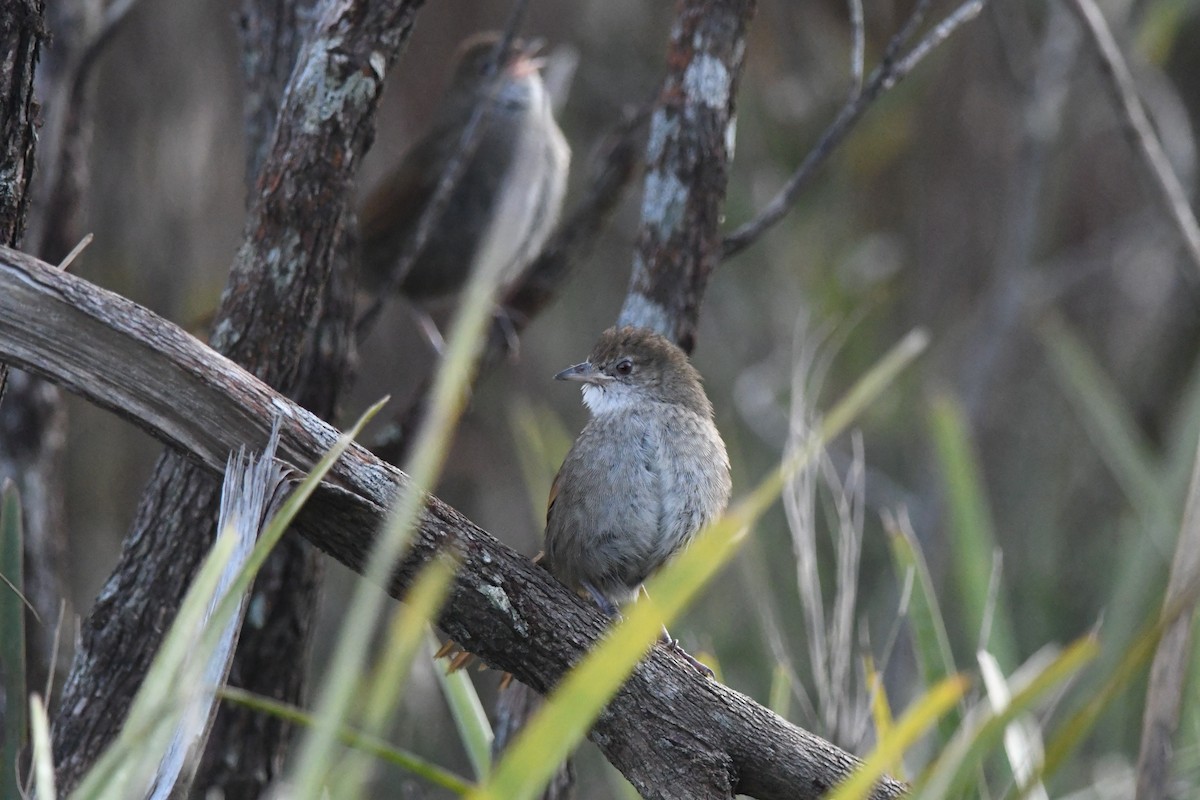 Eastern Bristlebird - ML641281788
