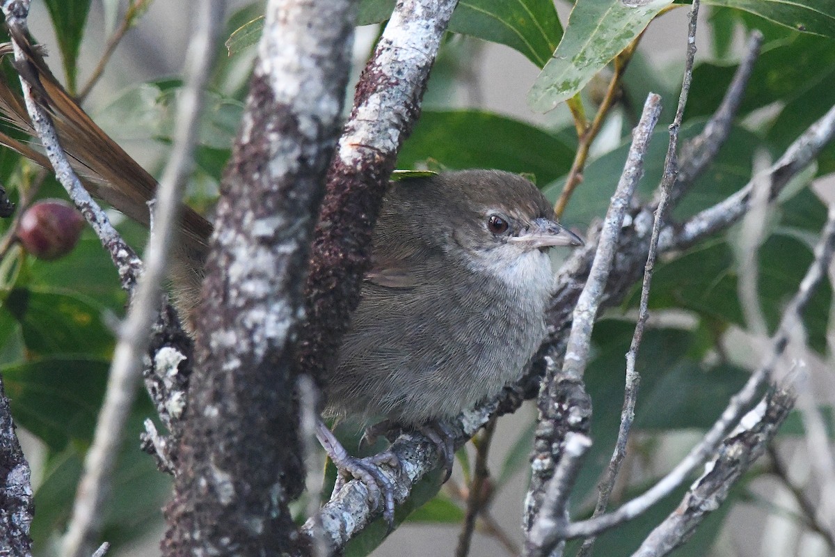 Eastern Bristlebird - ML641281789