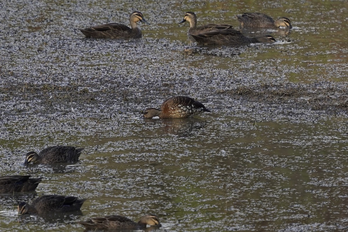 Spotted Whistling-Duck - ML641281822