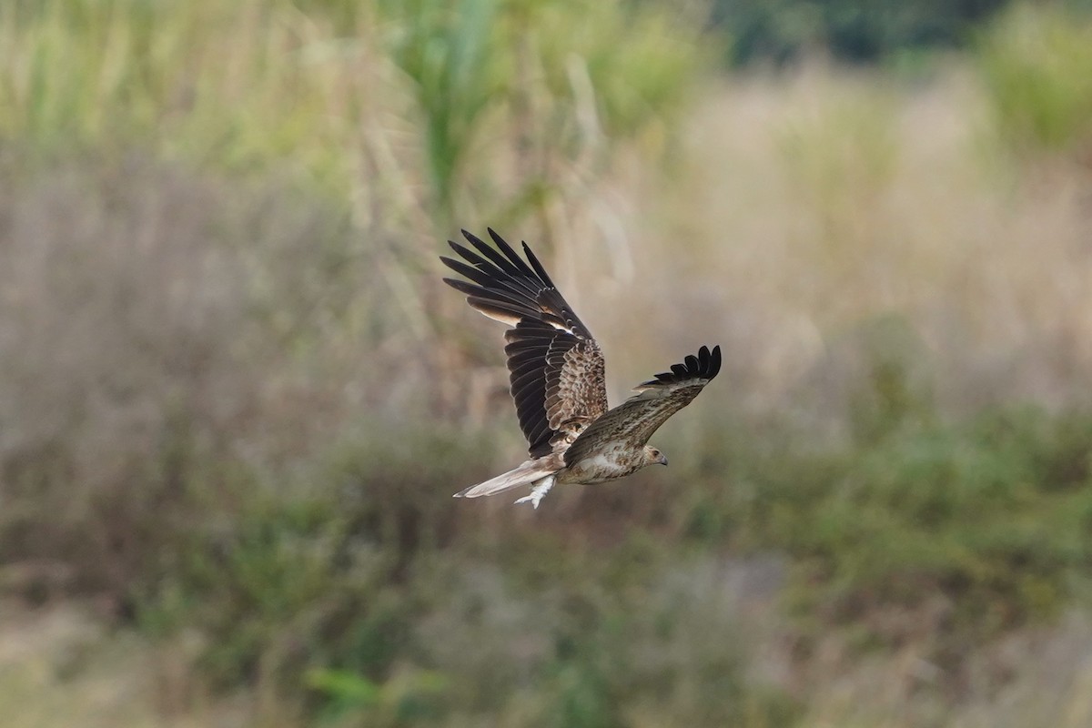 Whistling Kite - ML641281826