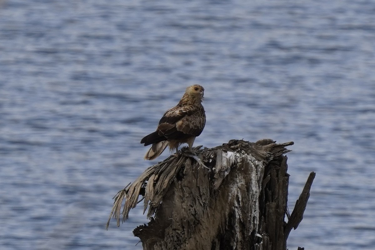 Whistling Kite - ML641281827