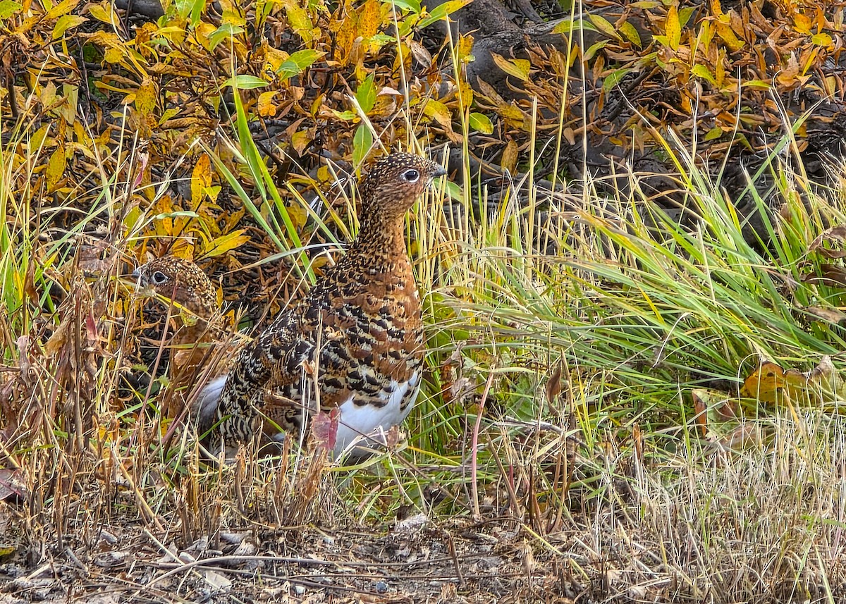 Willow Ptarmigan - ML641281856