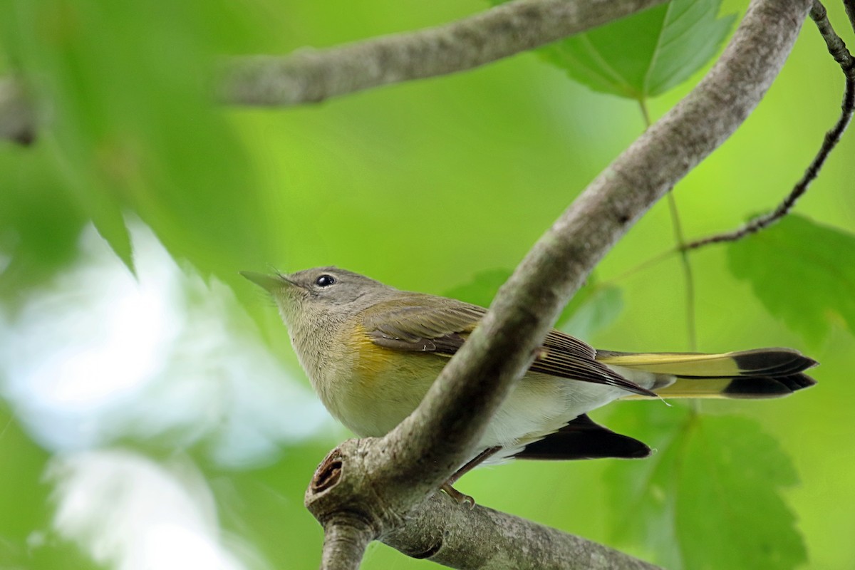 American Redstart - ML641281865